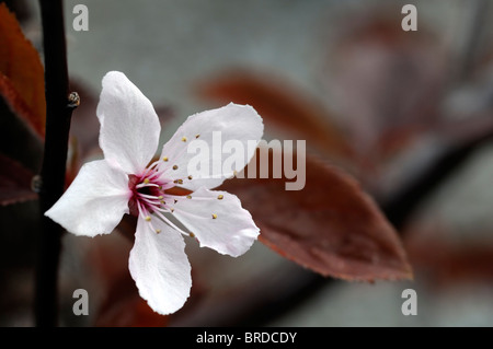 Prunus Cerasifera Nigra Cherry Plum einzelne weiße rosa Tönung Anflug Blume Blüte Blüte Frühling Stockfoto