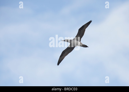 Juvenile Basstölpel im Flug. Stockfoto