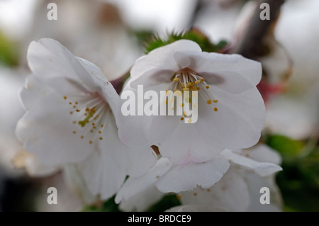 Prunus Subhirtella Var Pendel Rosea Frühling Cherry Higan Kirsche Rosebud Kirsche weiße Blume Blüte Blüte Frühling Stockfoto