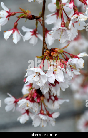 Prunus Subhirtella Var Pendel Rosea Frühling Cherry Higan Kirsche Rosebud Kirsche weiße Blume Blüte Blüte Frühling Stockfoto