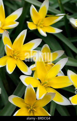 Tulipa Tarda Dasystemon Tulpe Arten Gelbe Zitrone Creme farbigen farbigen Farbe Farbe Blume Blüte Blüte Zwerg Klumpen bilden Stockfoto