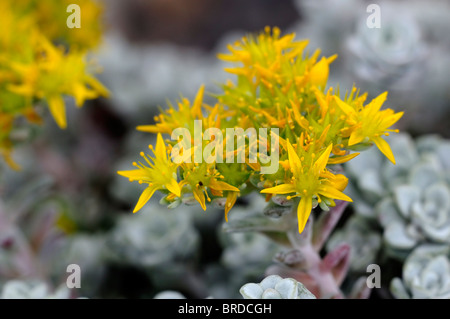 Sedum Spathulifolium Cape Blanco gelbe Mauerpfeffer Blume Blüte Blüte Stockfoto