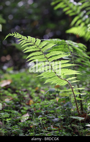 Nahaufnahme von sonnenbeschienenen grünen Farn, Großbritannien Stockfoto