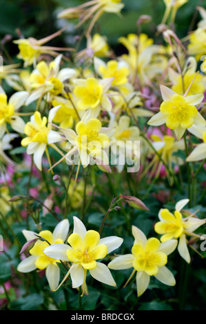Aquilegia Chrysantha gelbe Königin zweifarbig Bicolor Akeleien Blumen Blüte Blüten Pflanzen Akelei aquilegias Stockfoto