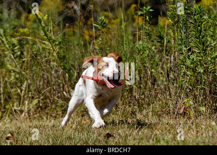 Bretagne, ausgeführt durch Feld im Harrison County, Indiana Stockfoto