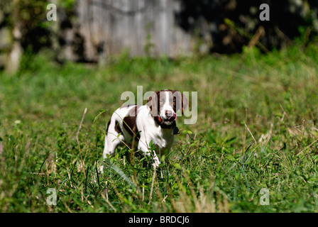 Bretagne steht im Bereich vor der alten Scheune in Harrison County, Indiana Stockfoto