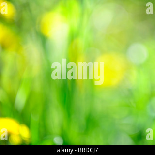 Green grass in der Kamera für natürlichen Hintergrund unscharf oder oder Bokeh Stockfoto