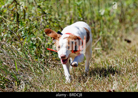 Bretagne, ausgeführt durch Feld im Harrison County, Indiana Stockfoto