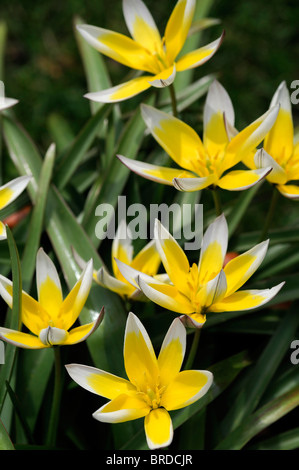 Tulipa Tarda Dasystemon Tulpe Arten Gelbe Zitrone Creme farbigen farbigen Farbe Farbe Blume Blüte Blüte Zwerg Klumpen bilden Stockfoto