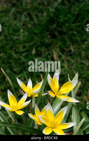Tulipa Tarda Dasystemon Tulpe Arten Gelbe Zitrone Creme farbigen farbigen Farbe Farbe Blume Blüte Blüte Zwerg Klumpen bilden Stockfoto