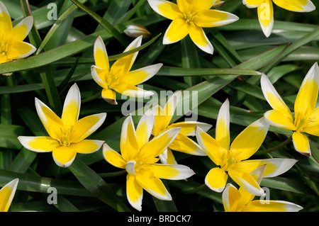 Tulipa Tarda Dasystemon Tulpe Arten Gelbe Zitrone Creme farbigen farbigen Farbe Farbe Blume Blüte Blüte Zwerg Klumpen bilden Stockfoto
