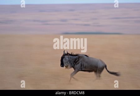 Gnus (oder Gnus, Gnus oder Wildebai, Gnu) auf der Flucht in Masai Mara, Kenia, Afrika Stockfoto