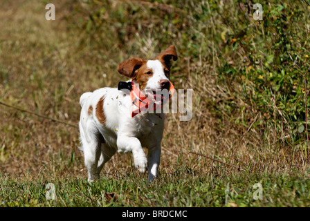 Bretagne, ausgeführt durch Feld im Harrison County, Indiana Stockfoto