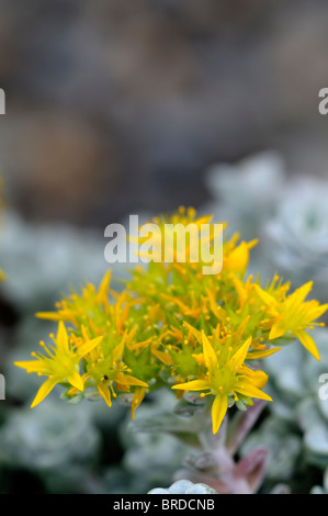 Sedum Spathulifolium Cape Blanco gelbe Mauerpfeffer Blume Blüte Blüte Stockfoto