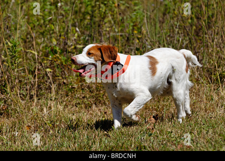 Bretagne, ausgeführt durch Feld im Harrison County, Indiana Stockfoto