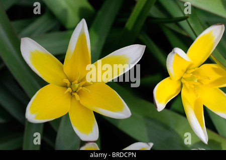 Tulipa Tarda Dasystemon Tulpe Arten Gelbe Zitrone Creme farbigen farbigen Farbe Farbe Blume Blüte Blüte Zwerg Klumpen bilden Stockfoto