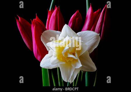 Narzissen Doppelte Narzissen Narcissus White Lion mit roten Tulpen schwarz Hintergrundkontrast Studio Szene Stockfoto