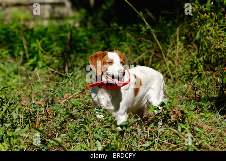 Bretagne im Feld im Harrison County, Indiana Stockfoto