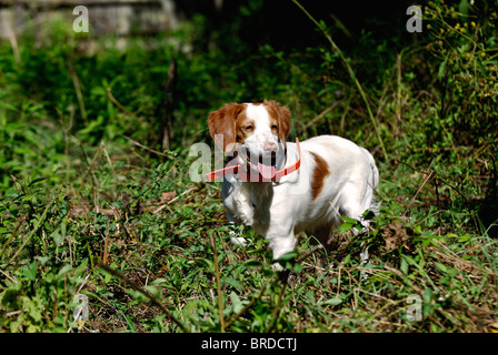 Bretagne im Feld im Harrison County, Indiana Stockfoto