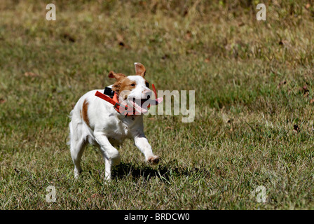 Bretagne, ausgeführt durch Feld im Harrison County, Indiana Stockfoto