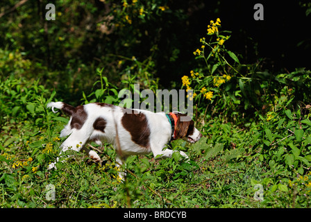 Bretagne, ausgeführt durch Feld im Harrison County, Indiana Stockfoto