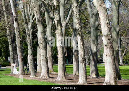 Fitzroy Gardens, East Melbourne, Victoria, Australien Stockfoto