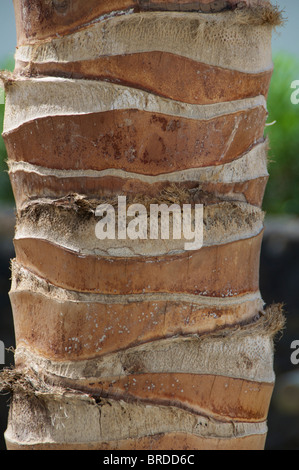 Die Rinde einer Kokospalme (Cocos Nucifera) in Puerto Del Carmen, Lanzarote, Kanarische Inseln Stockfoto