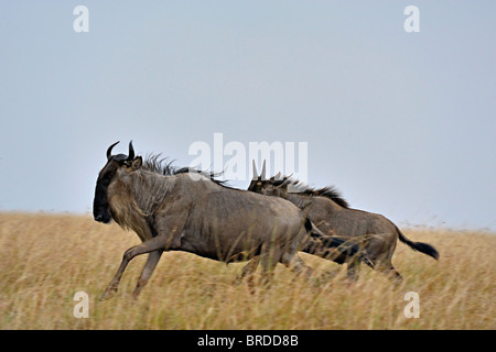 Gnus (oder Gnus, Gnus oder Wildebai, Gnu) auf der Flucht in Masai Mara, Kenia, Afrika Stockfoto