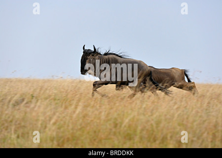 Gnus (oder Gnus, Gnus oder Wildebai, Gnu) auf der Flucht in Masai Mara, Kenia, Afrika Stockfoto