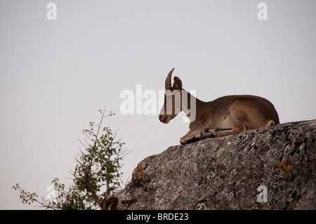 Ziege in Torcal von Antequera Stockfoto