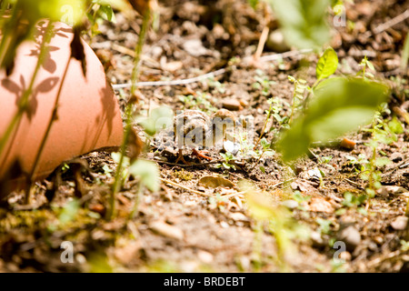 Französische rote legged Partridge (Alectoris Rufa) im Mais Wildblumen einstellen Stockfoto