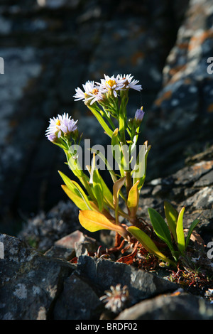 Meer-Aster [Aster Tripolium] wachsen auf einer felsigen Klippe in Großbritannien Stockfoto