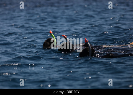 Schnorchler im Dolphin reef Rote Meer Eilat Israel Stockfoto