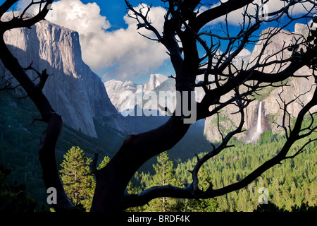 Yosemite Valley Blick von oben Tunnel Blick übersehen, wie durch Manzanita Busch gesehen.  Yosemite Nationalpark, Kalifornien Stockfoto