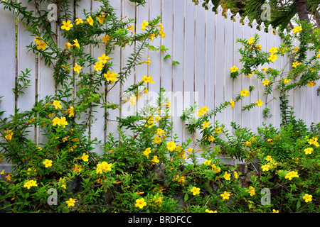 Allamanda Blüten am Zaun. Charlotte Amalle. St. Thomas. Jungferninseln (US). Stockfoto