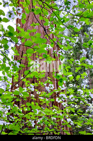 Pazifischen Hartriegel (Cornus Nuttallii) und Riesenmammutbaum (Sequoiadendron Giganteum). Sequoia Nationalpark, Kalifornien Stockfoto