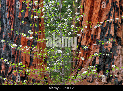 Pazifischen Hartriegel (Cornus Nuttallii) und Riesenmammutbaum (Sequoiadendron Giganteum). Sequoia Nationalpark, Kalifornien Stockfoto