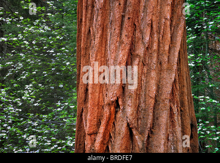 Pazifischen Hartriegel (Cornus Nuttallii) und Riesenmammutbaum (Sequoiadendron Giganteum). Sequoia Nationalpark, Kalifornien Stockfoto