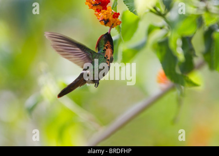 Männliche getuftet Coquette (Lophornis Ornatus) Fütterung auf Lantana Camara Blumen bei Asa Wright Nature Centre, Trinidad, West Indies Stockfoto