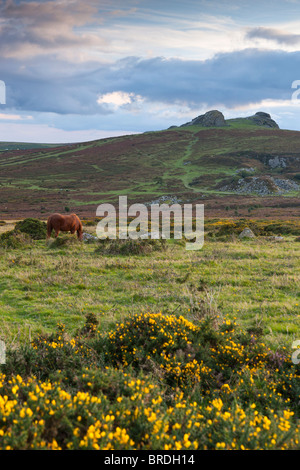Haytor Rocks aus Haytor Down. Dartmoor-Nationalpark. Stockfoto