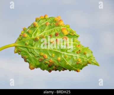 Gallapfel der Reblaus (Viteus Vitifoliae) auf Weinblatt Stockfoto