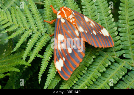 Königliche Moth (Citheronia Regalis) (Hickory gehörnten Teufel) Stockfoto