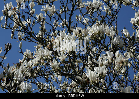 Ein Frühling blühende Magnolie gesetzt vor blauem Himmel Stockfoto