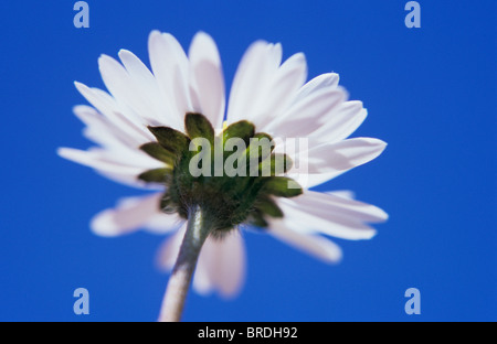 Nahaufnahme von unten Hintergrundbeleuchtung Blume des Lawn Daisy oder Bellis Perennis gegen blauen Himmel Stockfoto