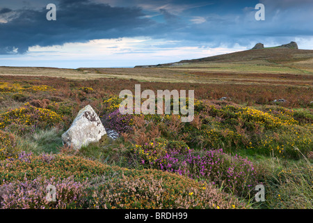 Haytor Rocks aus Haytor Down. Dartmoor-Nationalpark. Stockfoto