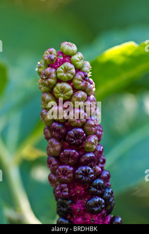 Dunkelrote Früchte der American Pokeweed (Phytolacca americana). Stockfoto
