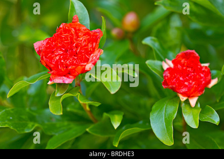 Rote Blüte Granatapfel (Punica Granatum) im frühen Herbst Stockfoto