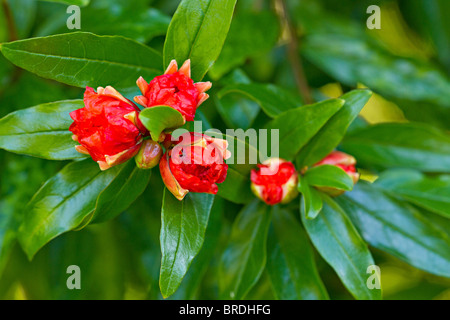 Rote Blüte Granatapfel (Punica Granatum) im frühen Herbst Stockfoto