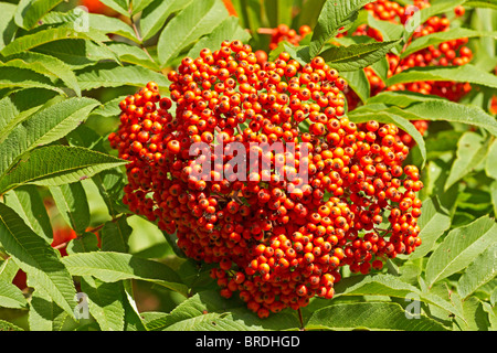 Rote Beeren auf europäischen Eberesche (Sorbus aucuparia) im frühen Herbst in Sussex, UK Stockfoto