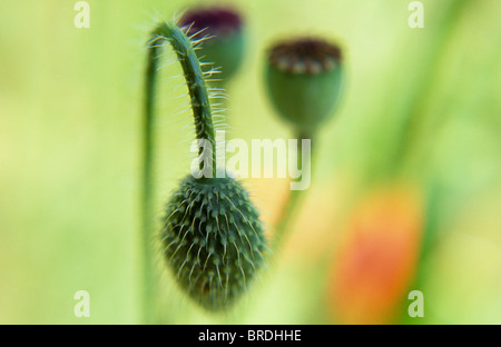Nahaufnahme von behaarten Stängel und ungeöffnete Flowerhead gemeinsamen Mohn oder Papaver Rhoeas mit Seedheads und Blume über Stockfoto
